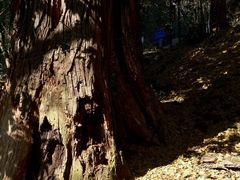 -天目山大树王景区