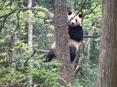 -中国大熊猫保护研究中心雅安碧峰峡基地