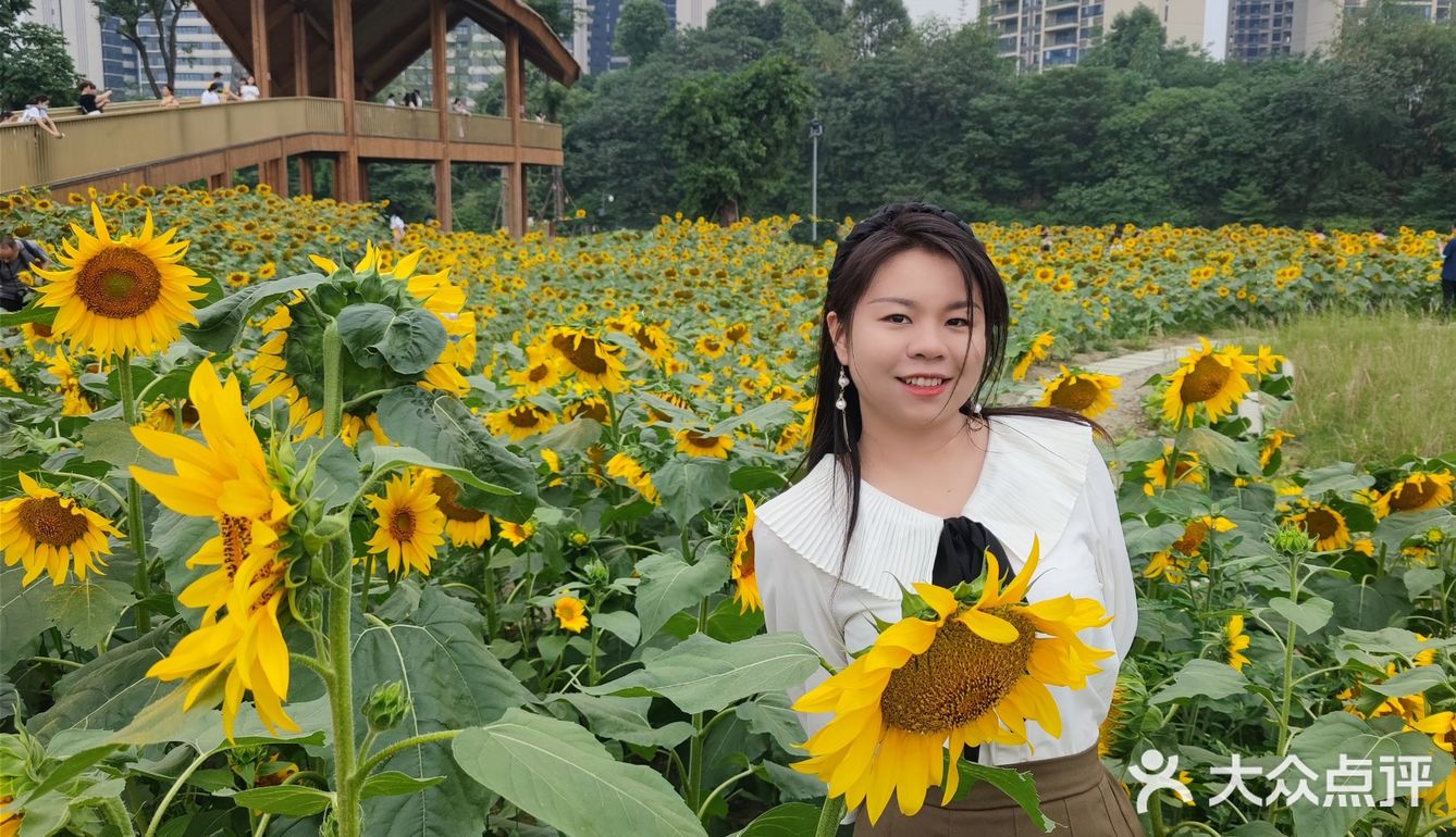 成都市区小众景点，向日葵花海。