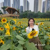 成都市区小众景点，向日葵花海。