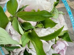 -循礼门鲜花花市(武汉循礼门店)