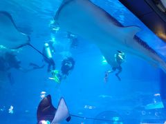 -烟台海昌鲸鲨海洋公园