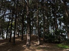 -上海共青森林公园