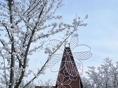-顾村公园