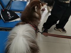-申普宠物医院·眼科·心内科·影像科(普陀分院)