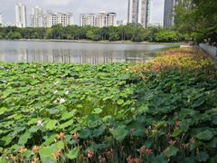 -南宁南湖公园