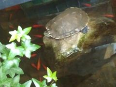 2011_11_27_12_11_41-旅马餐厅(茅家埠店)