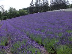 -富田农场