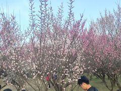 -蜀冈西峰生态公园