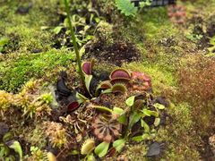 -国家植物园南园