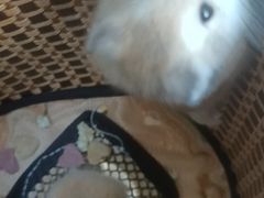 -钓仓鼠(洋桥北里小区店)