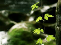 -华蓥山天意谷景区