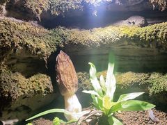 -野菌皇海景野生菌火锅(滨海大道店)
