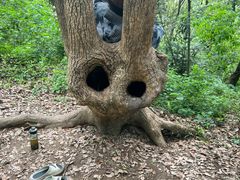 -上海佘山国家森林公园天马山园