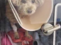 -爱侣宠医·鹦鹉专科·小型哺乳类·异宠专科(灵石路店)