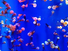 -成都浩海立方海洋公园