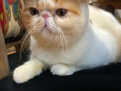 -more than meow吴止猫主题餐厅(承德 中船汇店)