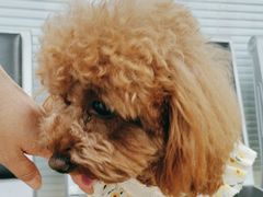 -瑞派·关忠动物医院·猫专科·犬专科(三环新城店)