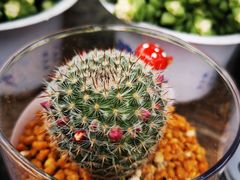 -南山植物园