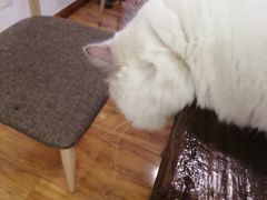 -喵园·猫主题咖啡厅·撸猫·猫咖(国贸店)