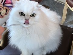 -猫小院猫主题餐厅(南锣旗舰店)