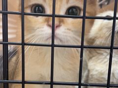 -瑞派康怡24h宠物医院·犬猫医疗中心·微创绝育(瑞景分院)