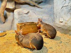 -Zoolung Zoolung动物主题公园(海信广场店)