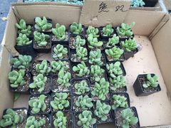 -龙大花卉苗木市场