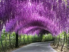 -大塘金香草谷