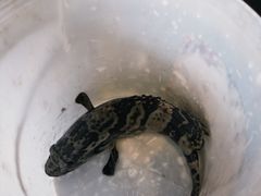 -大厨的餐厅(曾厝垵总店)