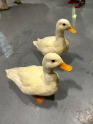 -Zoolung Zoolung动物主题公园(海信广场店)