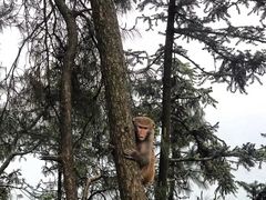 -重庆雨台山风景区