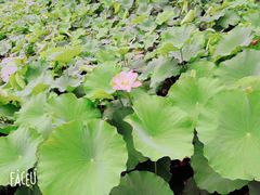 -荷塘月色湿地公园·向阳花洲