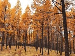 -塞罕坝国家级自然保护区