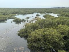 -北海金海湾红树林生态旅游区