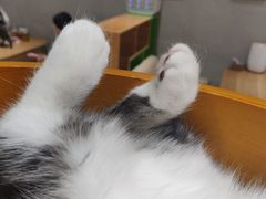 -藏猫猫咖啡主题馆(中央大道店)