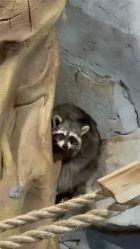 -Zoolung Zoolung动物主题公园(海信广场店)