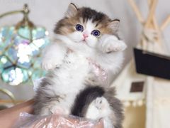-小猫来了·猫舍(红山六九七九店)
