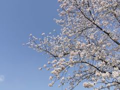 -顾村公园