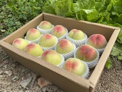 -老袁家蜜桃农场·阳山水蜜桃