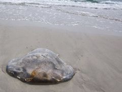 -西涌国际滨海旅游区