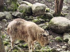 -青峰峡国家森林公园