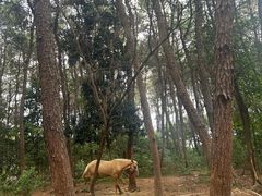 -铁山坪森林公园