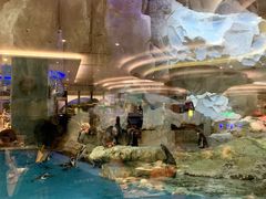 -帝企鹅自助餐厅•儿童岛•真企鹅(长隆企鹅酒店)