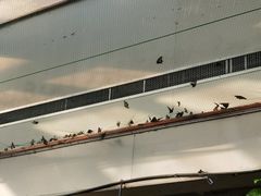 -上海大自然野生昆虫馆(东方明珠·爬宠昆虫探索中心)