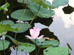 -云溪植物园