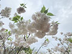 -天适樱花悠乐园