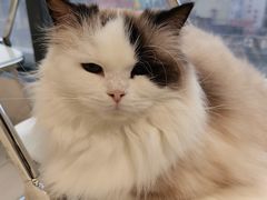 -怪兽屋·羊驼·猫咖·狗咖(俊华广场店)