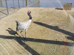 -盐城丹顶鹤湿地生态旅游区