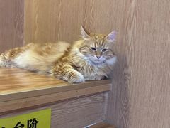 -MOCHA明星猫咖(田子坊店)